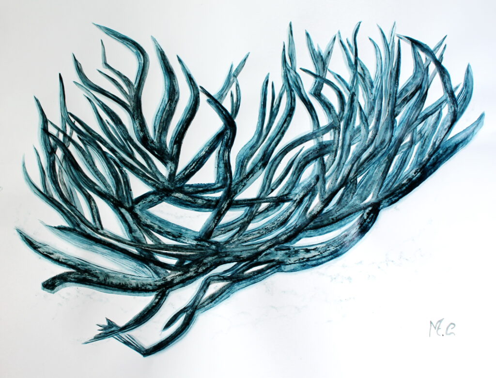 art-plante-marine-Posidonia-oceanica-latimpapier-lisse-300gr