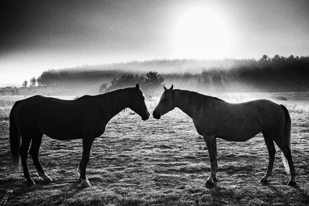 Chris_Branruz_oeuvre2_PDA2026